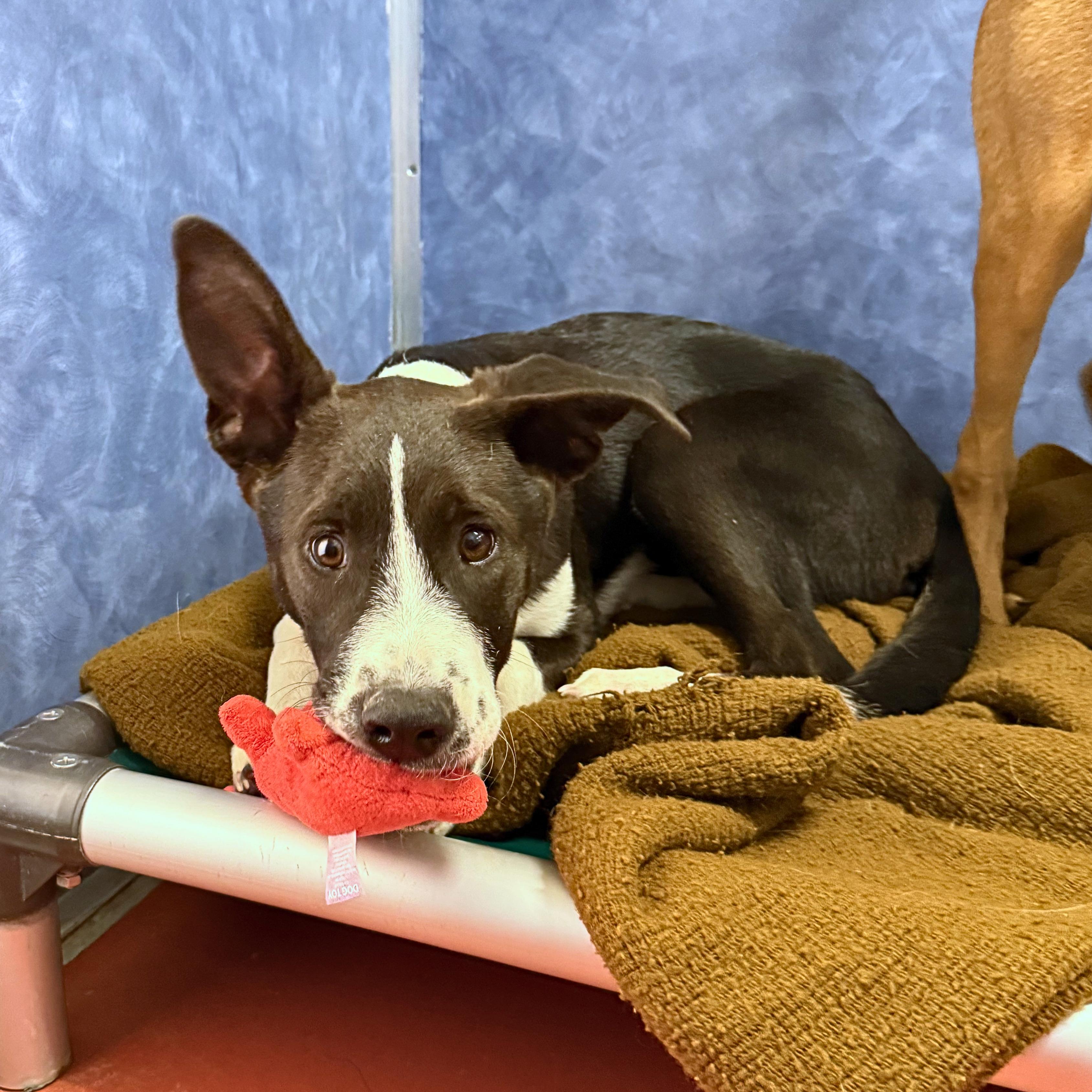 Scully, an adoptable mixed breed in Ridgway, CO image 2/5