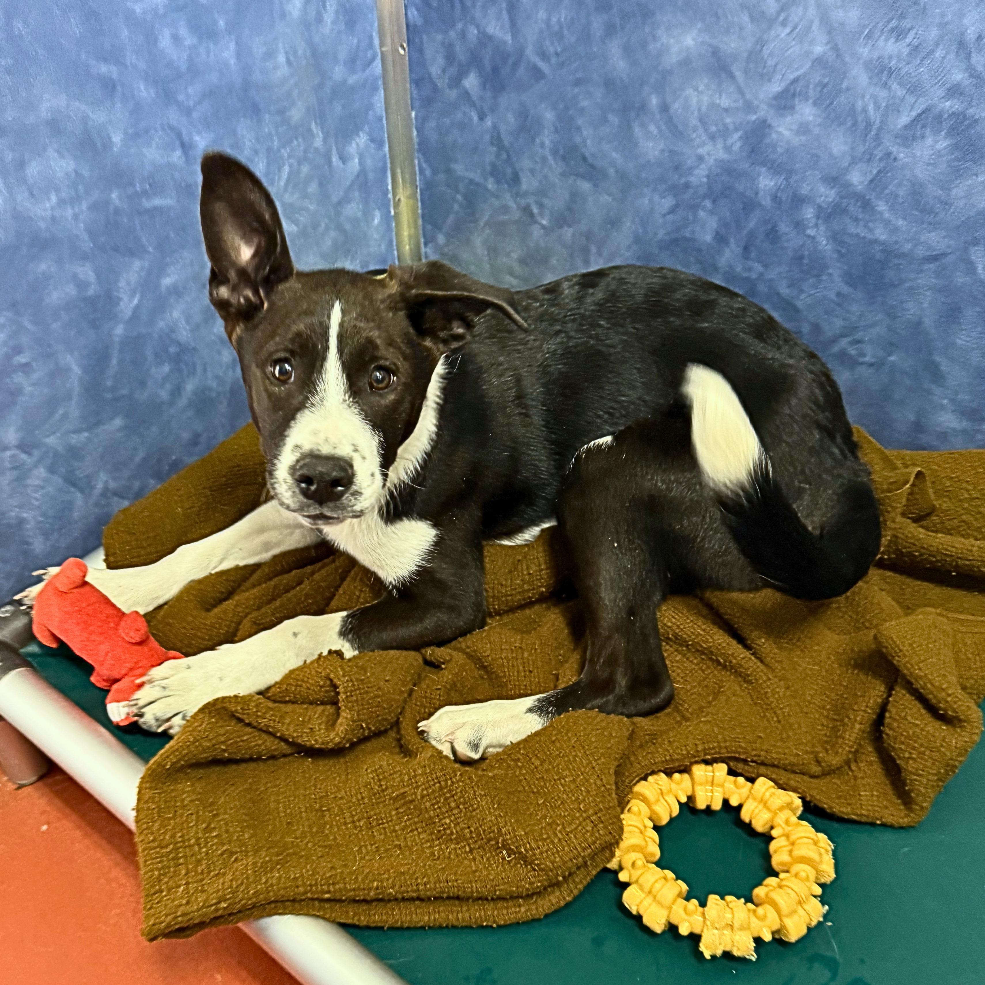 Scully, an adoptable mixed breed in Ridgway, CO image 5/5