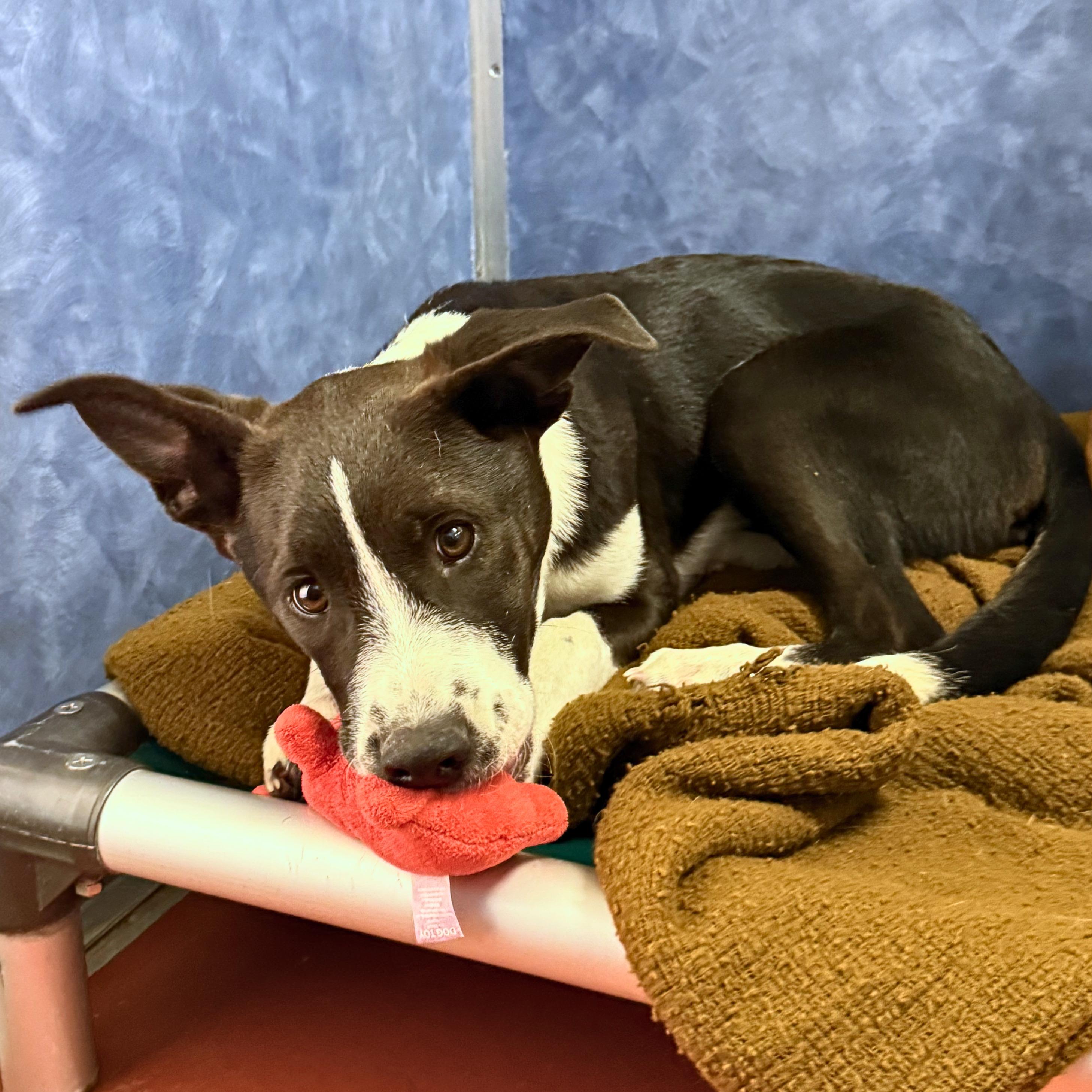 Scully, an adoptable mixed breed in Ridgway, CO image 4/5