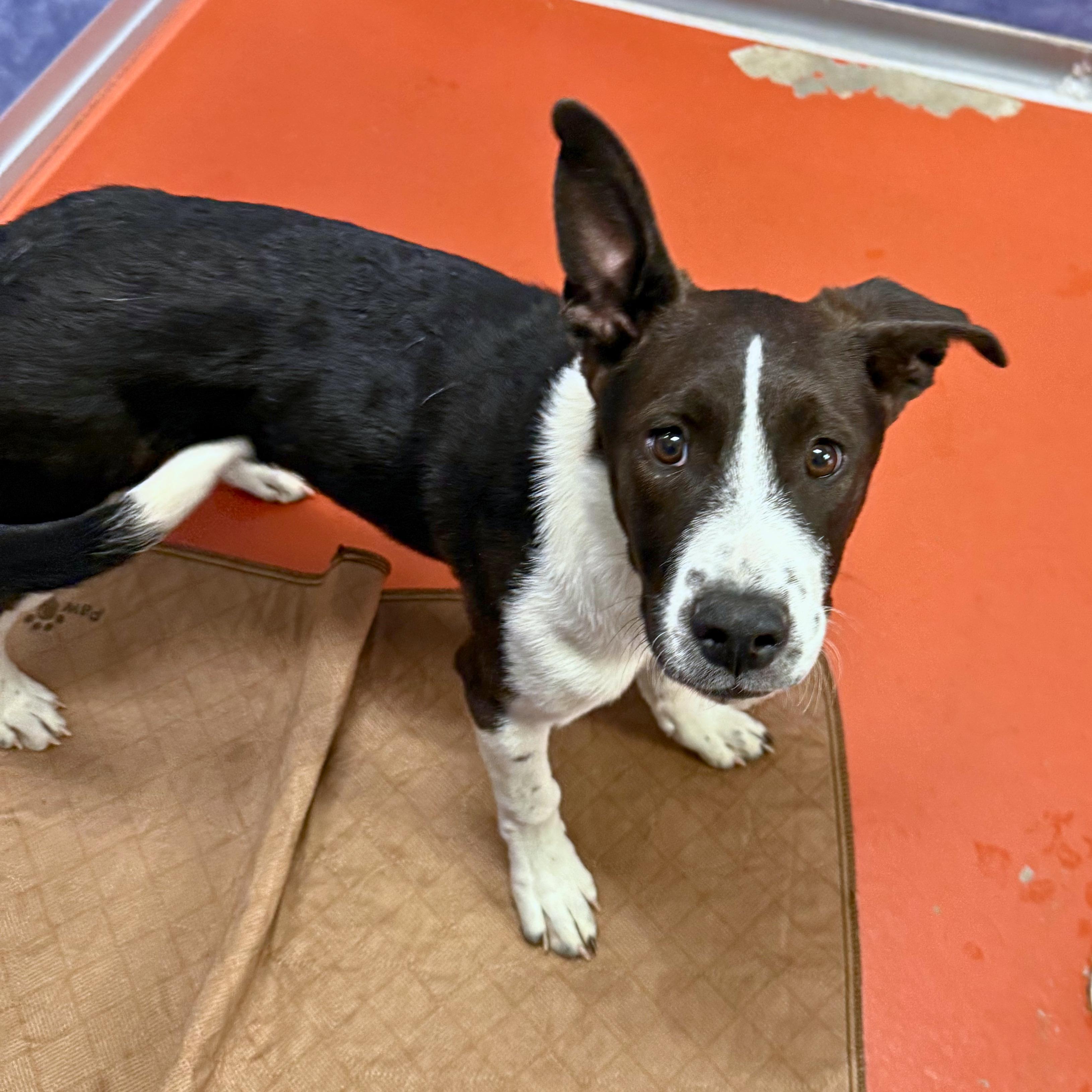 Scully, an adoptable mixed breed in Ridgway, CO image 3/5