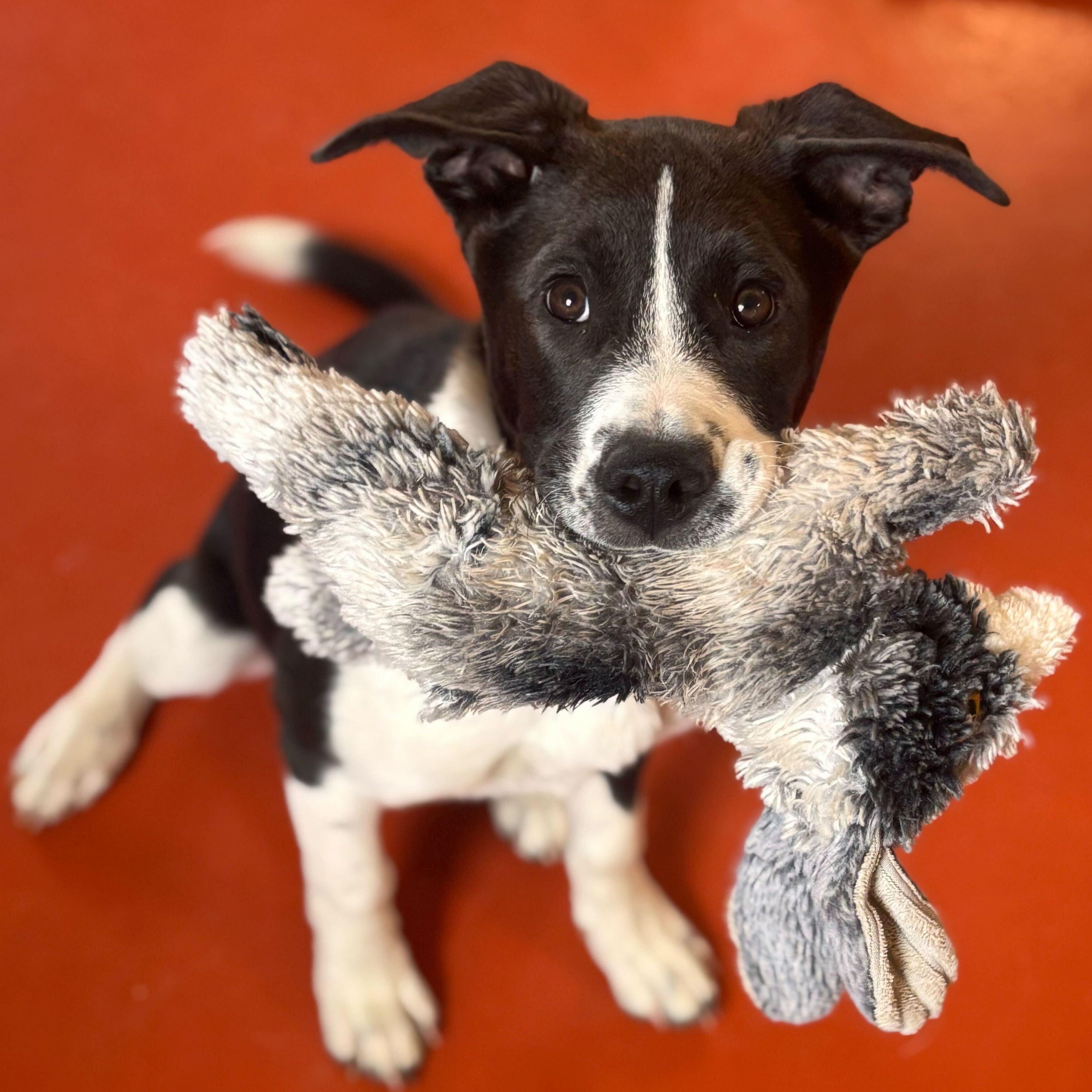 Scully, an adoptable mixed breed in Ridgway, CO image 1/5
