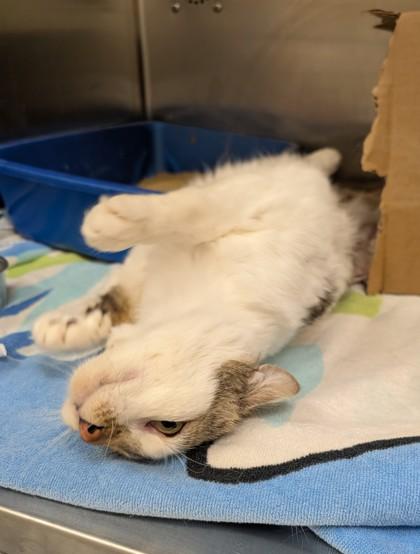 Stubby, Adoptable, Adult Male Domestic Short Hair & Domestic Short Hair.