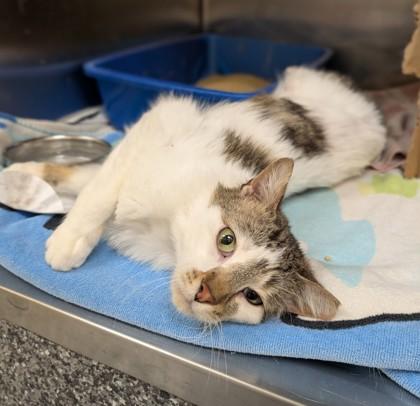 Enlarge Stubby, a Adoptable mixed breed in Westland, MI image 3/3