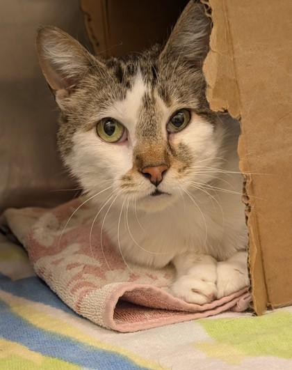 Enlarge Stubby, a Adoptable mixed breed in Westland, MI image 3/3