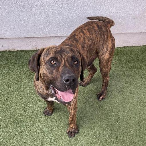 Yuletide, Adoptable, Young Male Pit Bull Terrier & Mastiff.