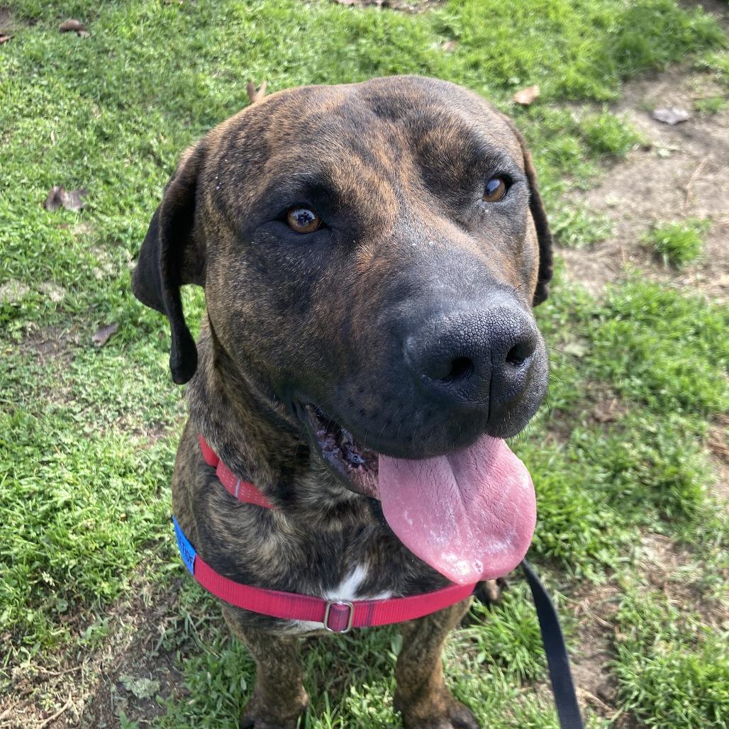Yuley, a Adoptable mixed breed in Long Beach, CA image 2/2