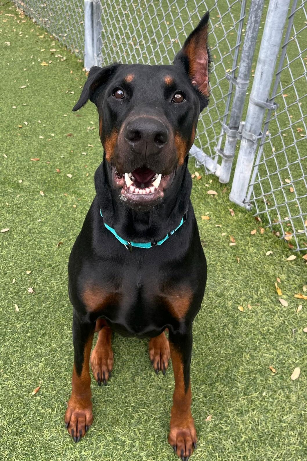 Enlarge Willow 3521, a Adoptable Doberman Pinscher in Oakland Park, FL image 1/3