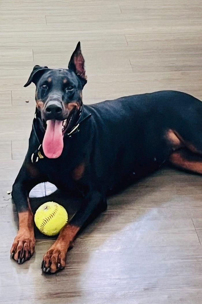 Enlarge Willow 3521, a Adoptable Doberman Pinscher in Oakland Park, FL image 2/3