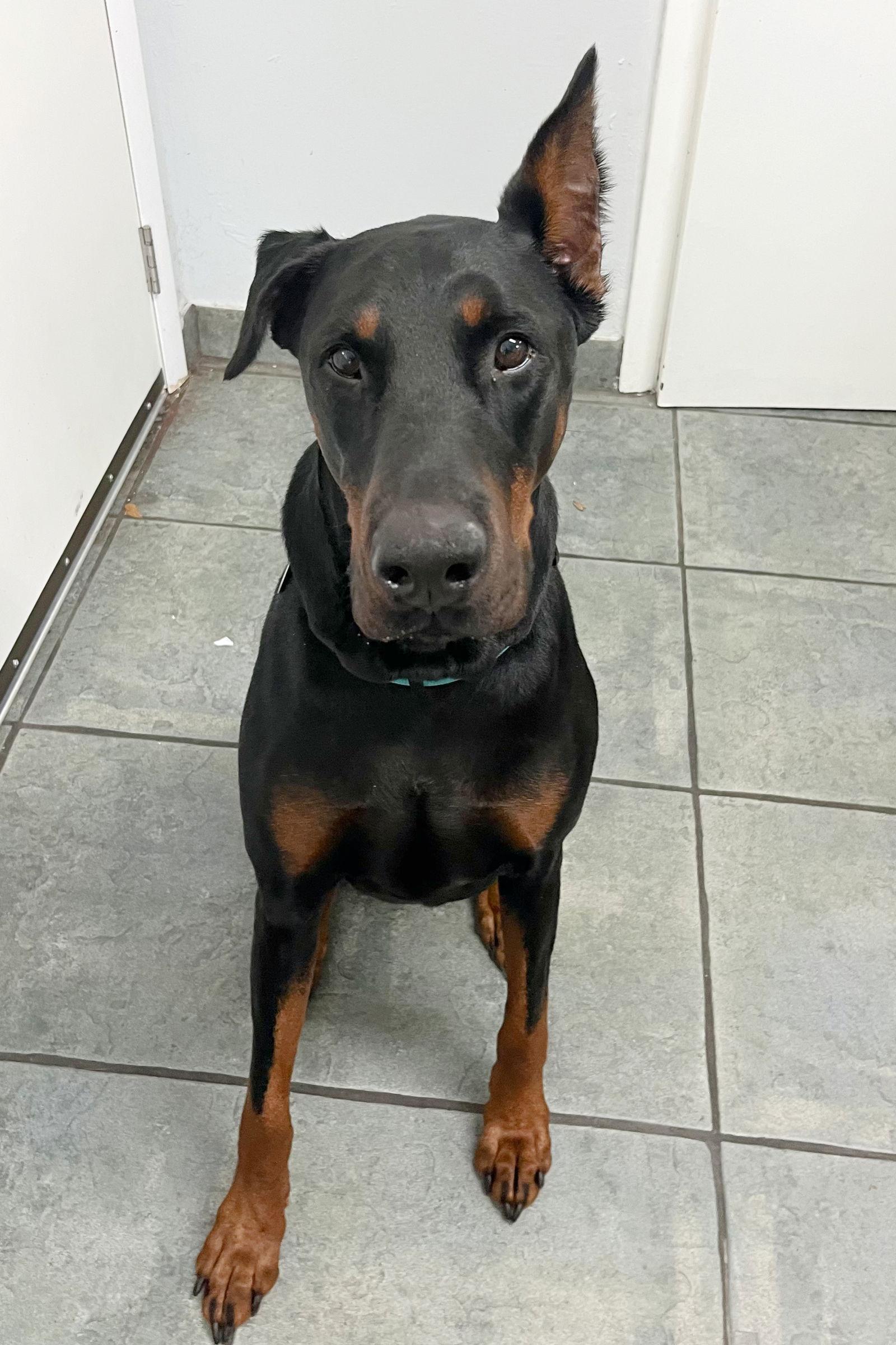 Enlarge Willow 3521, a Adoptable Doberman Pinscher in Oakland Park, FL image 3/3