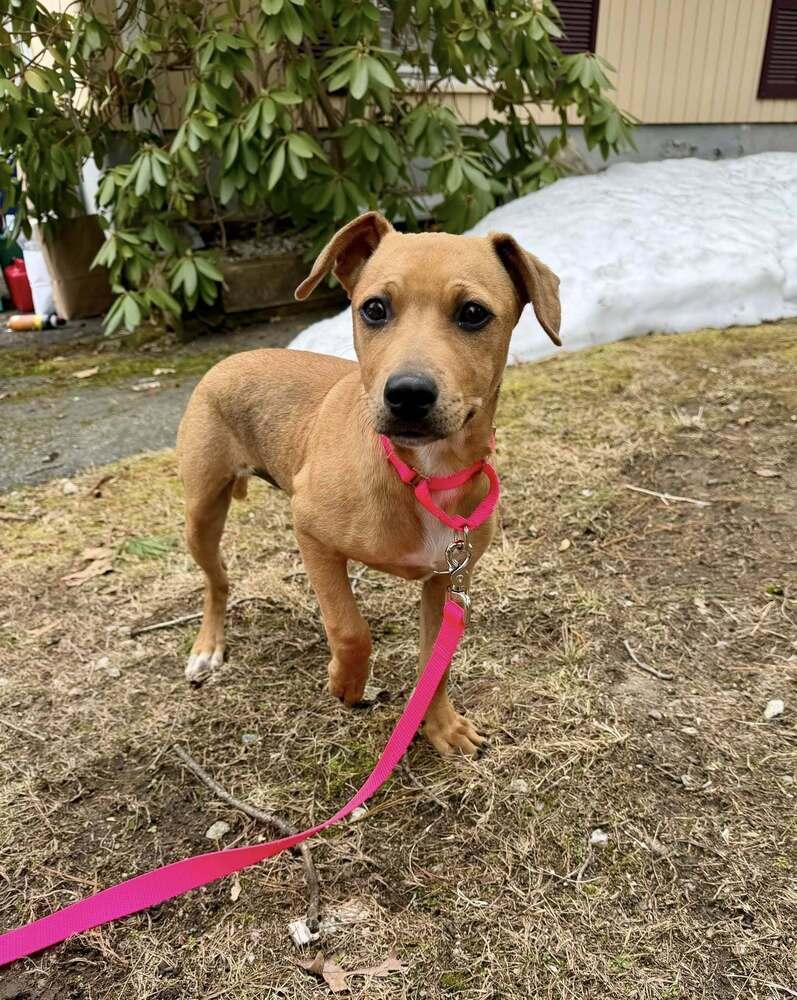Cora, Adoptable, Puppy Female Retriever & Catahoula Leopard Dog.