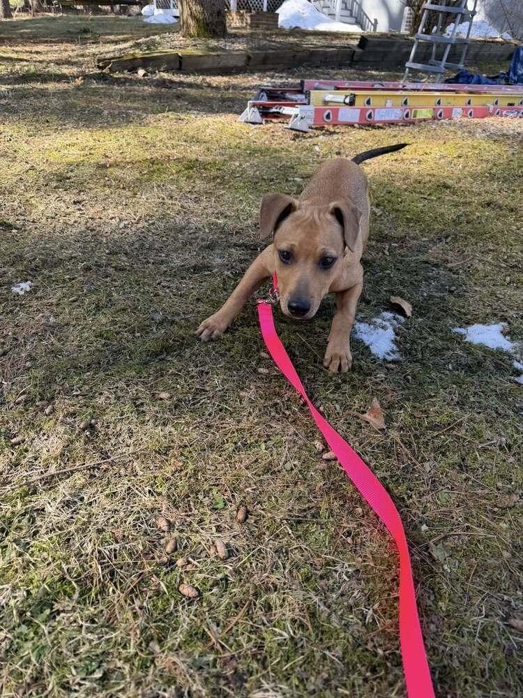 Enlarge Cora, a Adoptable mixed breed in Saugus, MA image 2/6