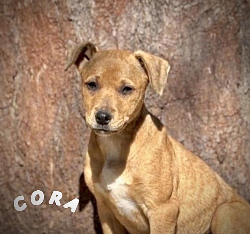 Cora