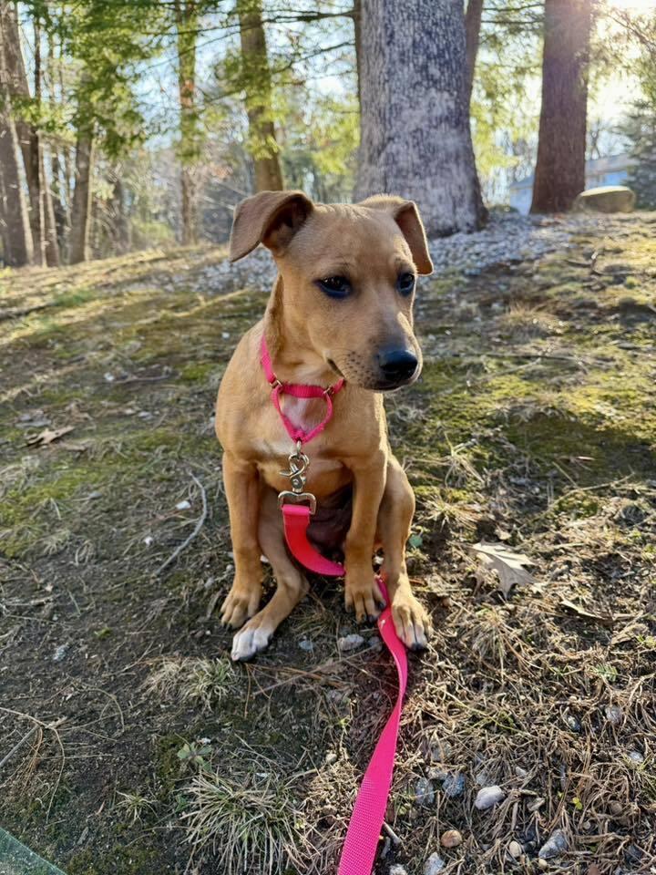 Enlarge Cora, a Adoptable mixed breed in Saugus, MA image 3/6