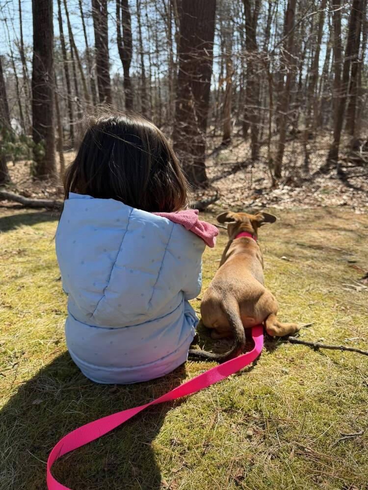 Enlarge Cora, a Adoptable mixed breed in Saugus, MA image 4/6