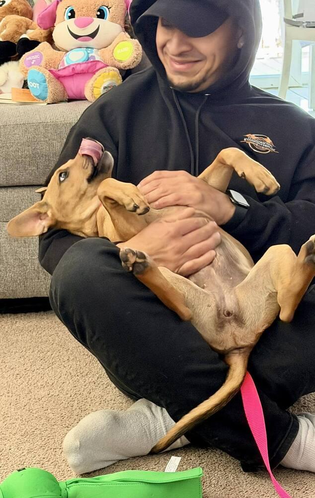 Enlarge Cora, a Adoptable mixed breed in Saugus, MA image 5/6