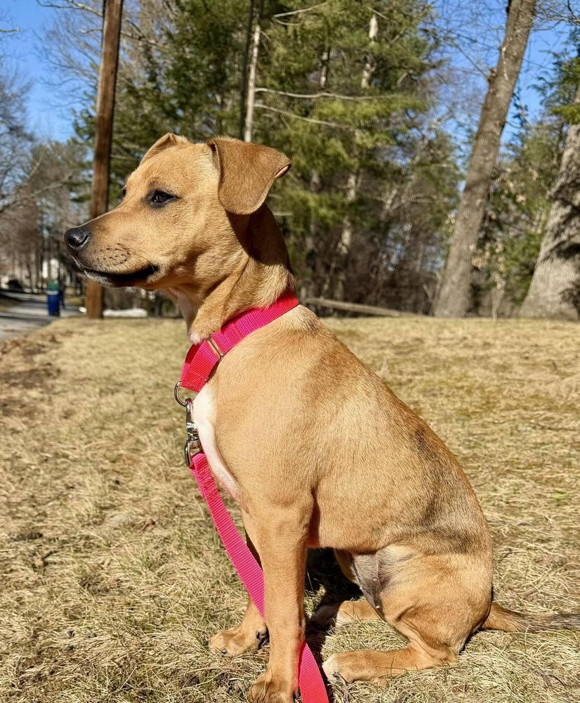 Enlarge Cora, a Adoptable mixed breed in Saugus, MA image 6/6