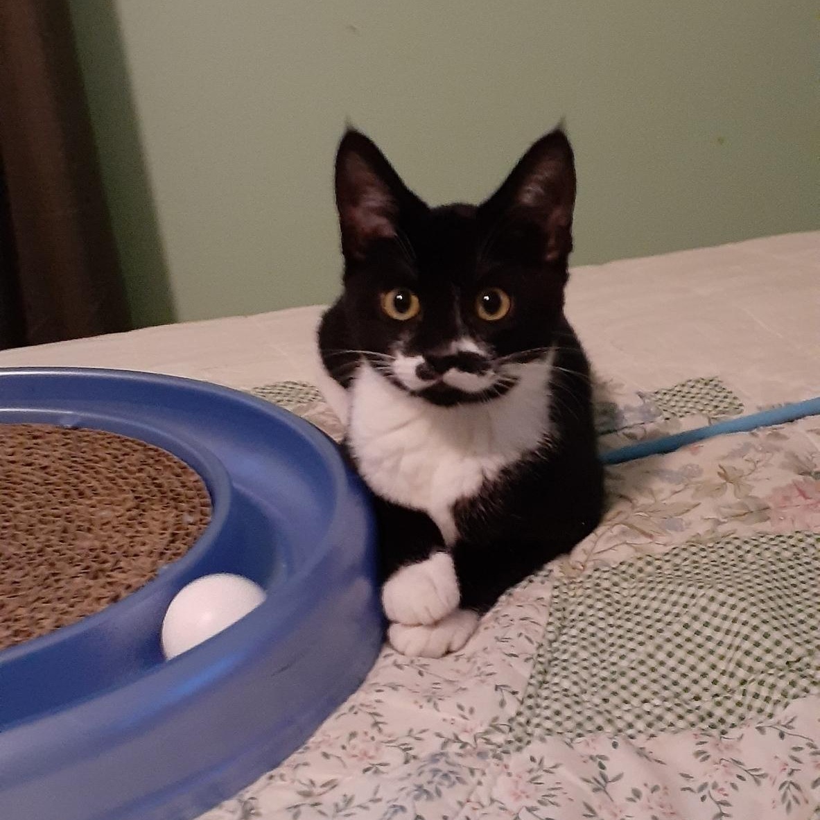 Enlarge Chloe Sue, a ADOPTABLE mixed breed in Silverton, OR image 3/3