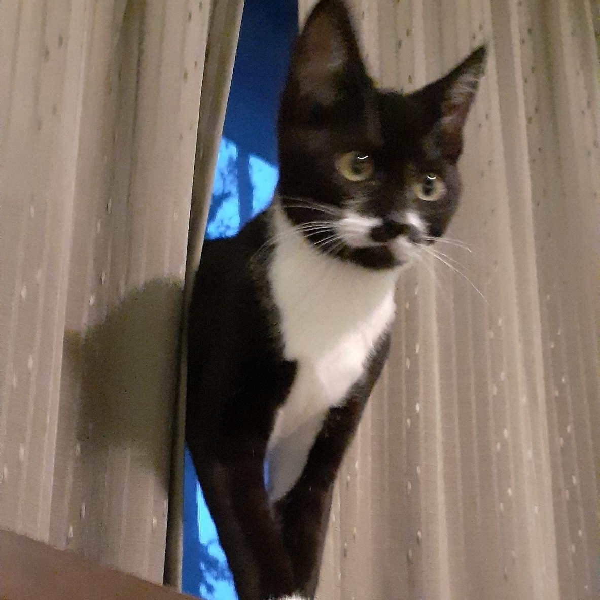 Enlarge Chloe Sue, a ADOPTABLE mixed breed in Silverton, OR image 2/3