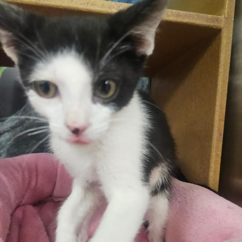 Trick, Adoptable, Kitten Male Domestic Short Hair.