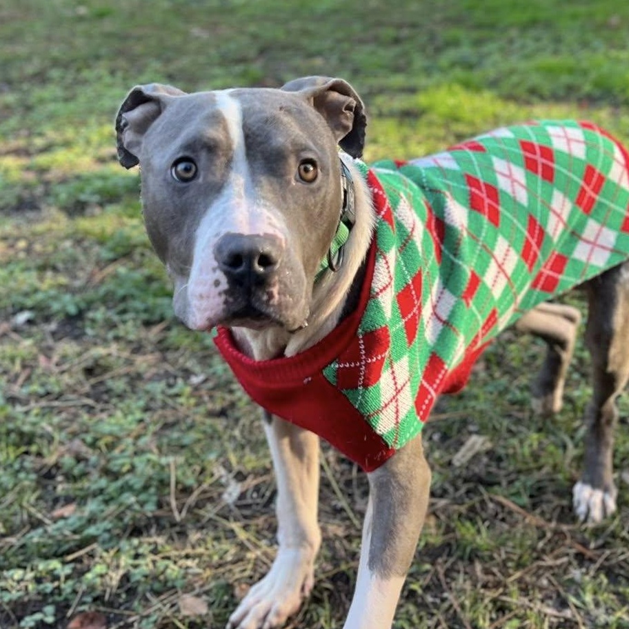Enlarge Pete, a ADOPTABLE mixed breed in Ayden, NC image 1/6