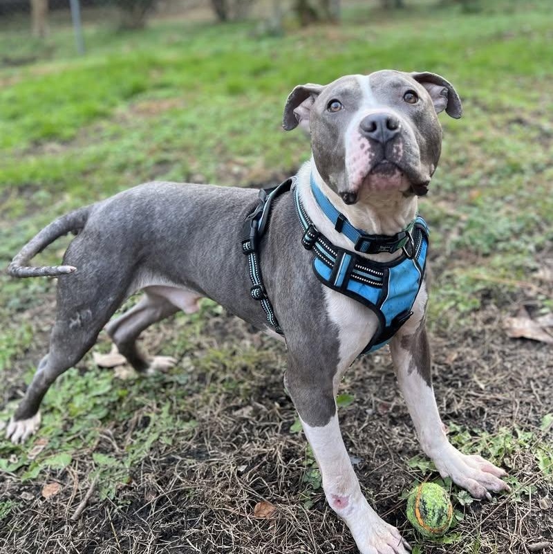 Enlarge Pete, a ADOPTABLE mixed breed in Ayden, NC image 5/6