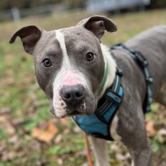 Enlarge Pete, a ADOPTABLE mixed breed in Ayden, NC image 2/6