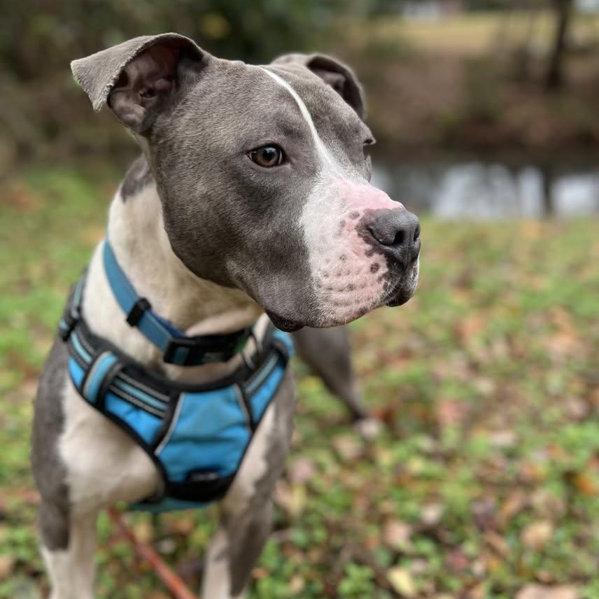 Enlarge Pete, a ADOPTABLE mixed breed in Ayden, NC image 6/6