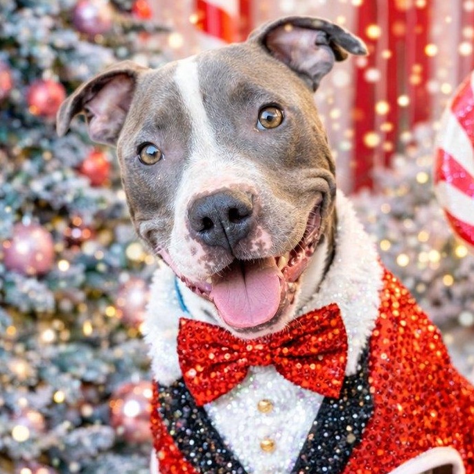 Enlarge Pete, a ADOPTABLE mixed breed in Ayden, NC image 3/6