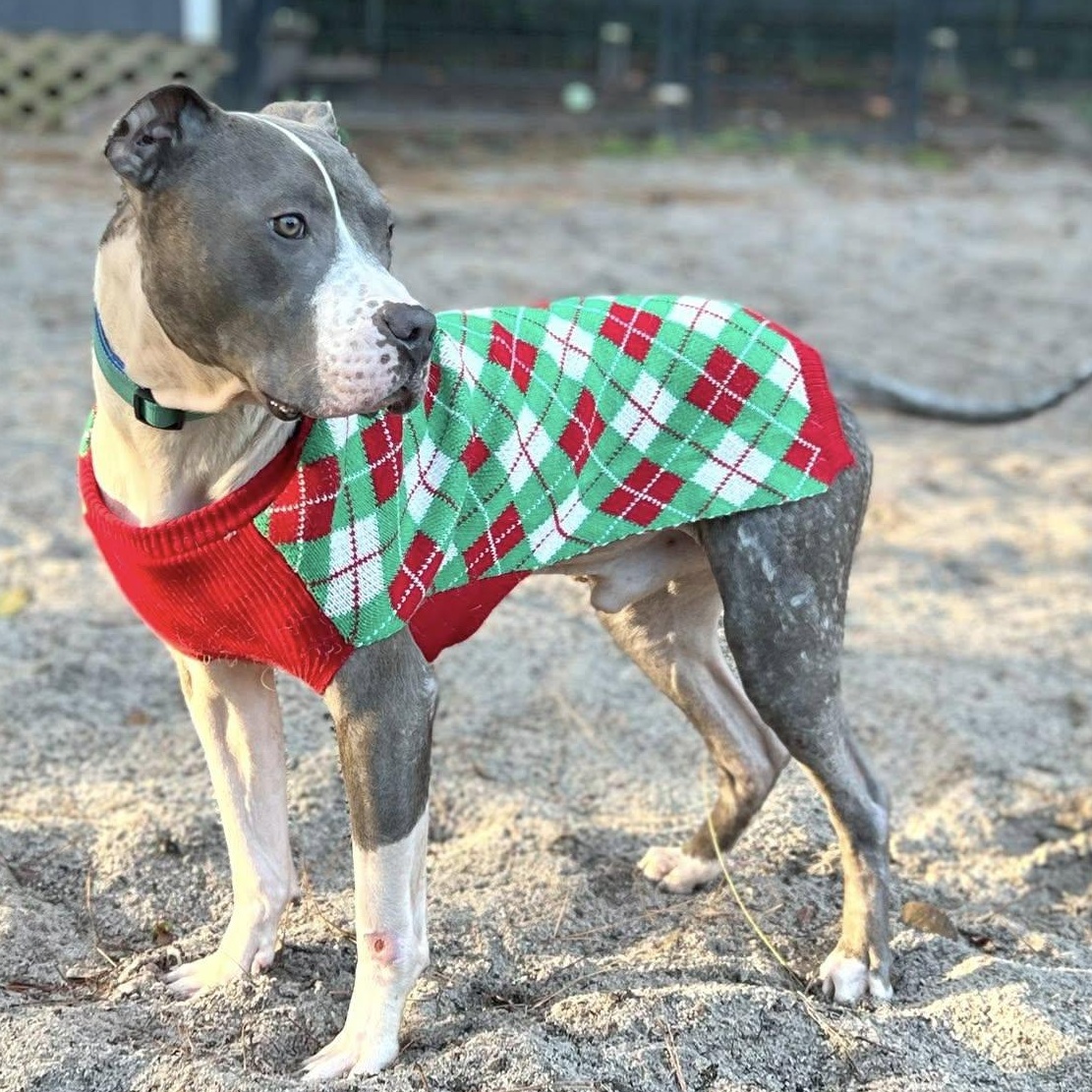 Enlarge Pete, a ADOPTABLE mixed breed in Ayden, NC image 4/6
