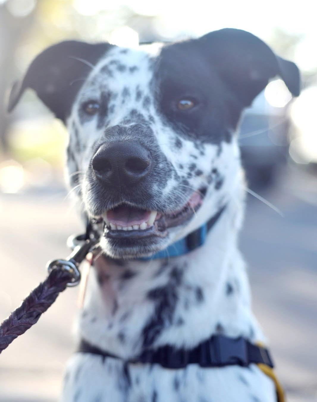 Jaz, Adopted, Adult Male Dalmatian.