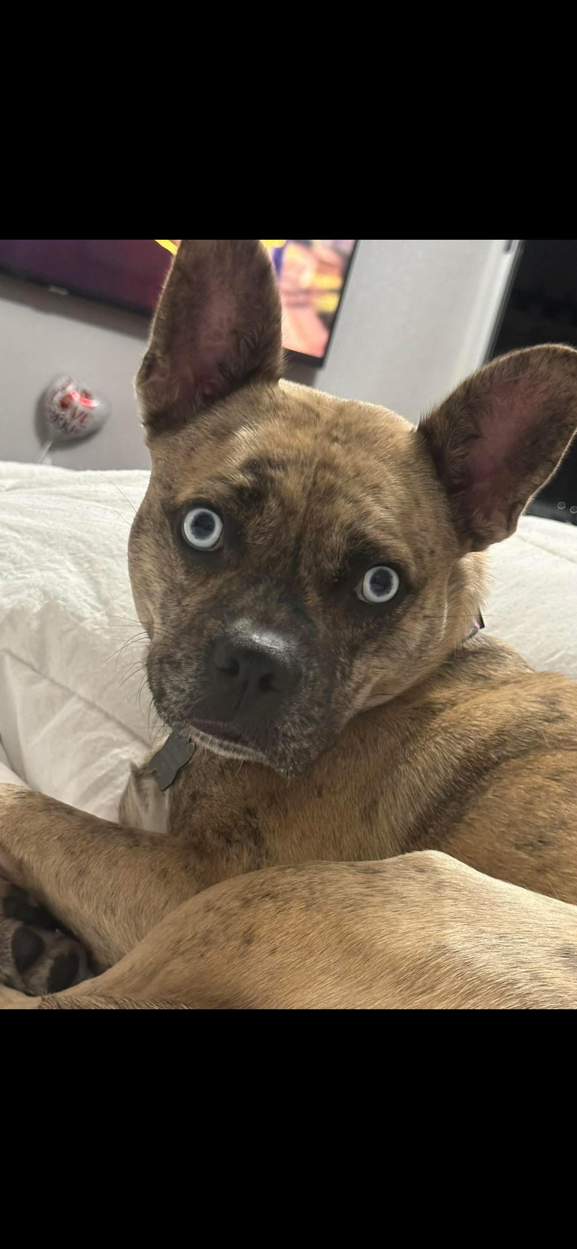 Afina , a ADOPTABLE mixed breed in Virginia Beach, VA image 1/4