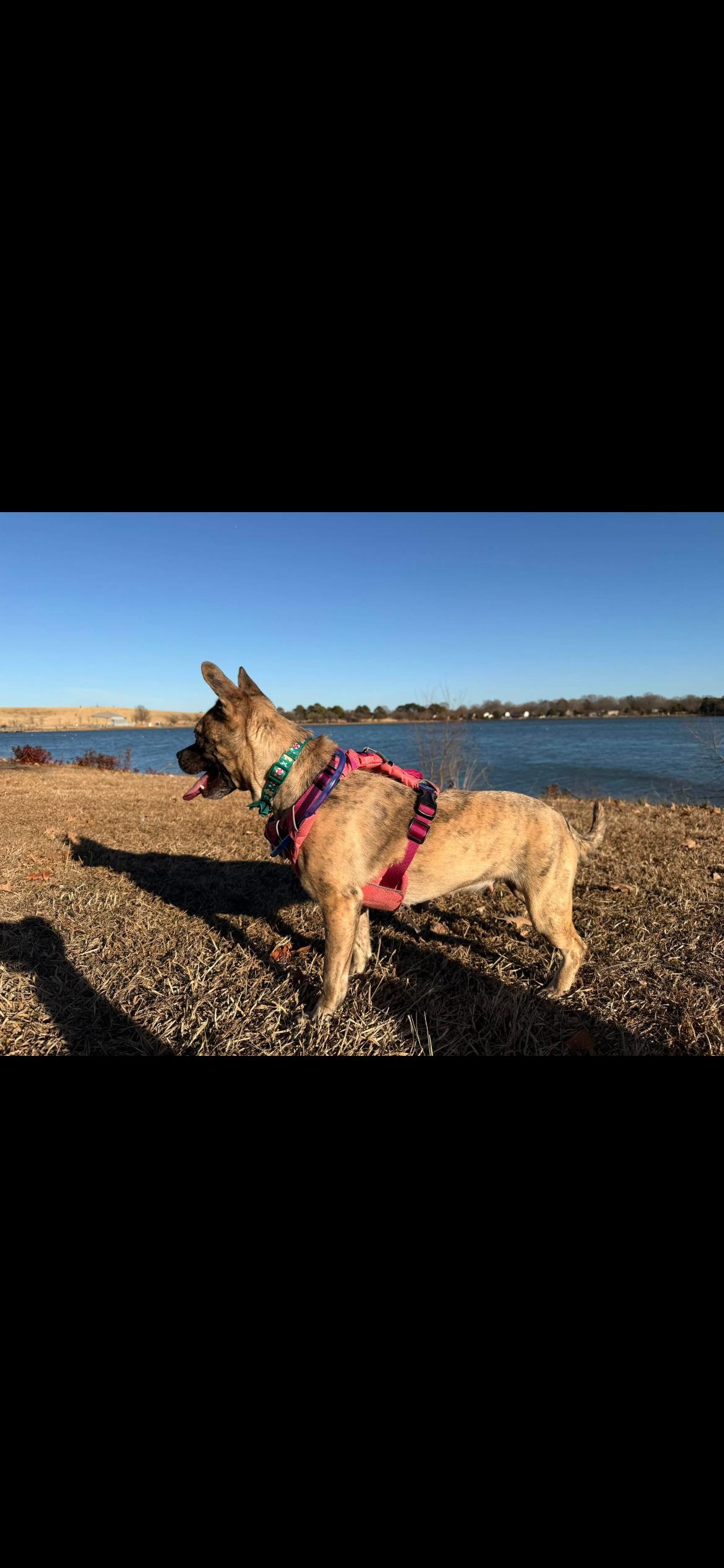 Afina , a ADOPTABLE mixed breed in Virginia Beach, VA image 3/4