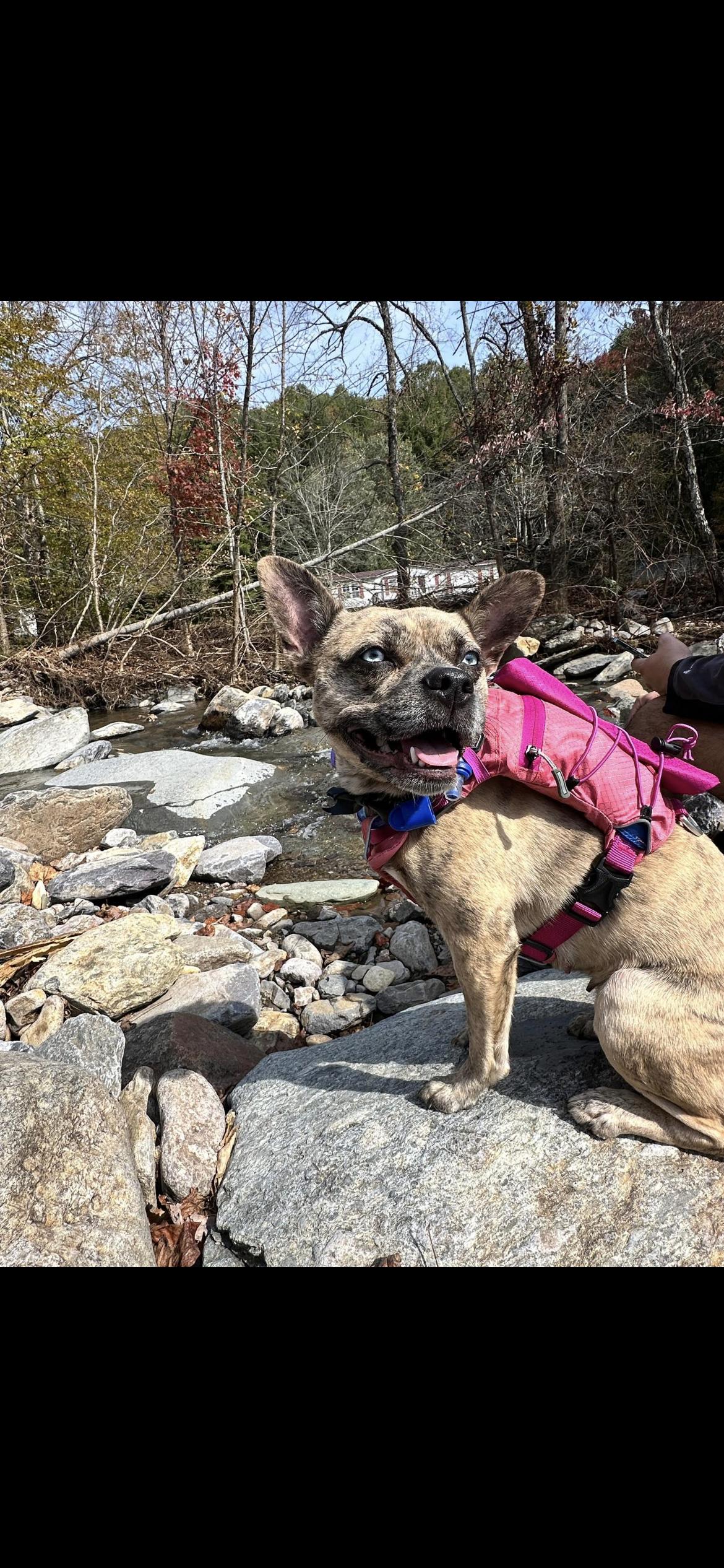 Afina , a ADOPTABLE mixed breed in Virginia Beach, VA image 2/4