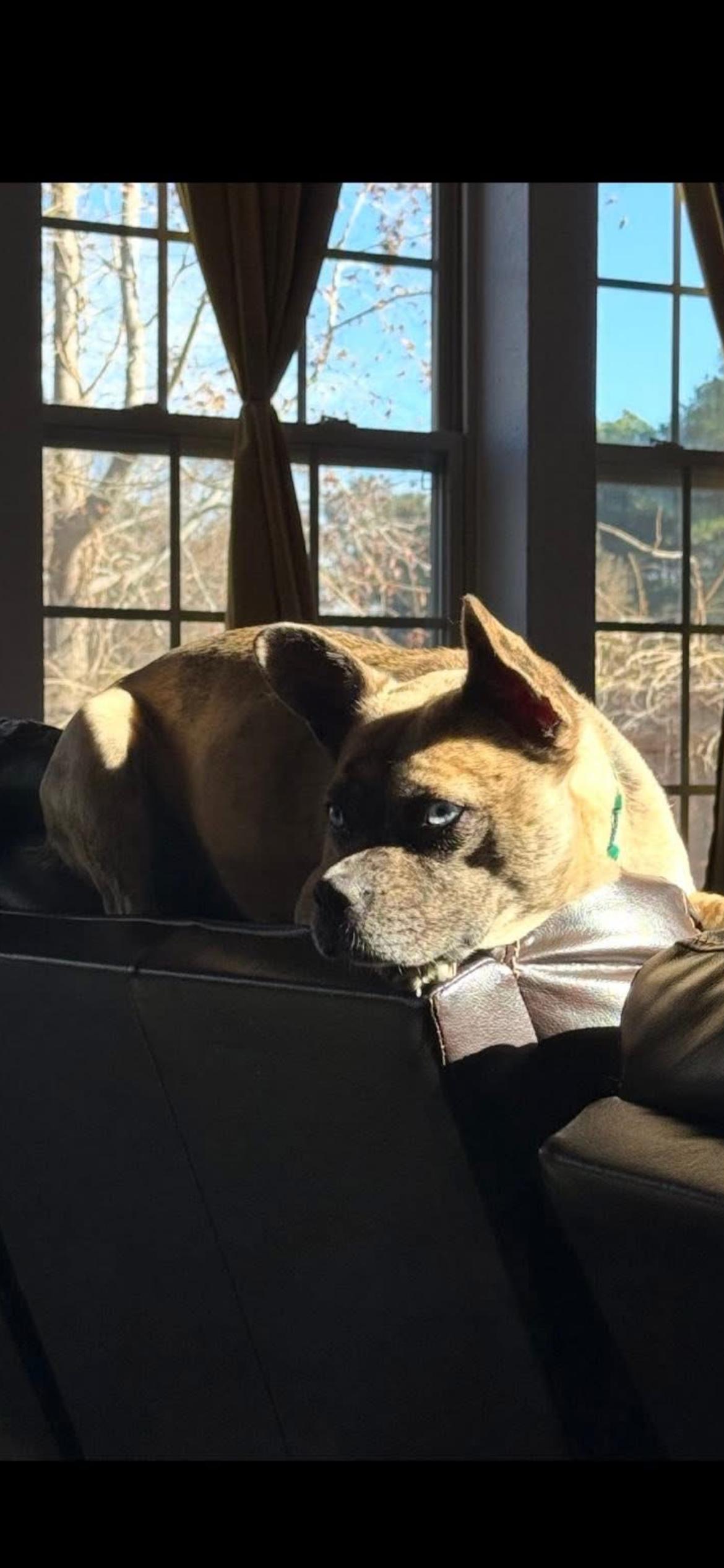 Afina , a ADOPTABLE mixed breed in Virginia Beach, VA image 4/4