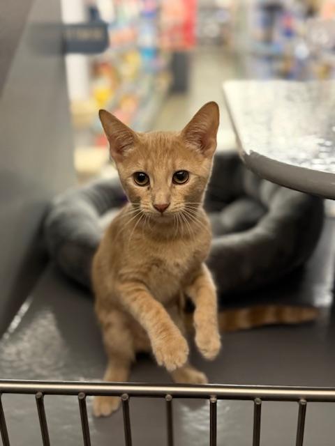 Kim, Adopted, Kitten Female Domestic Short Hair & Tabby.