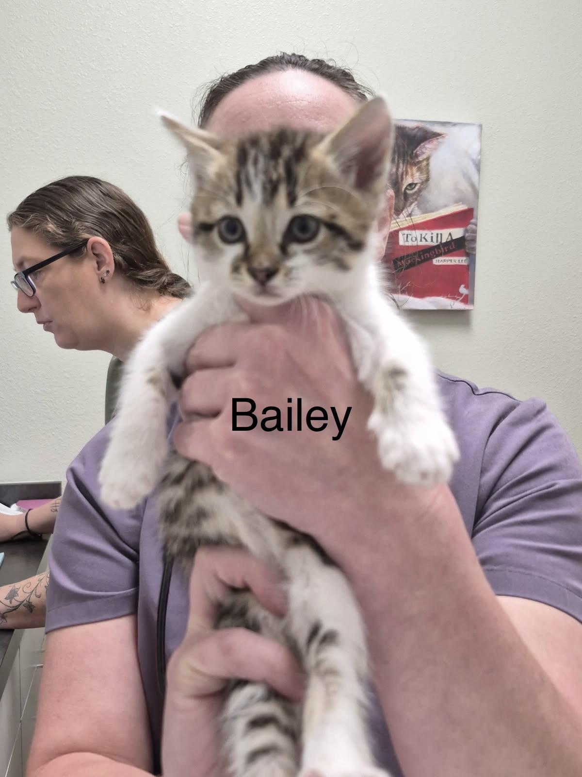 Bailey, ADOPTABLE, Kitten Female American Shorthair.