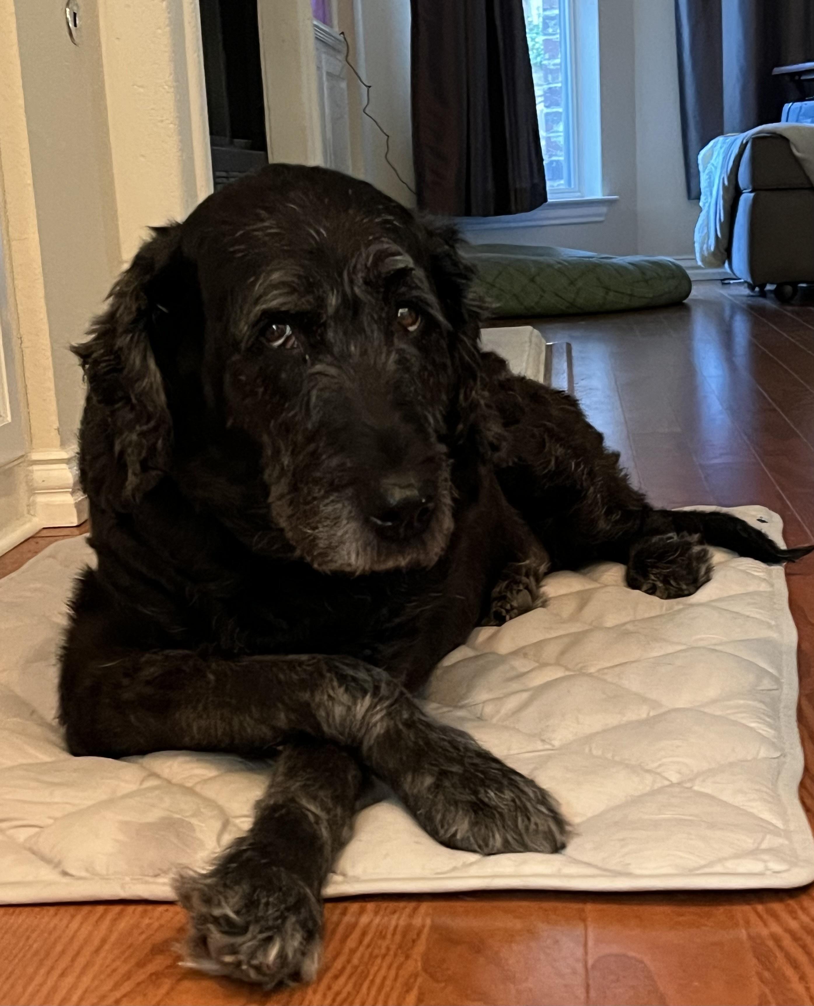 Enlarge Bare, an adopted Labradoodle in Garland, TX image 1/4
