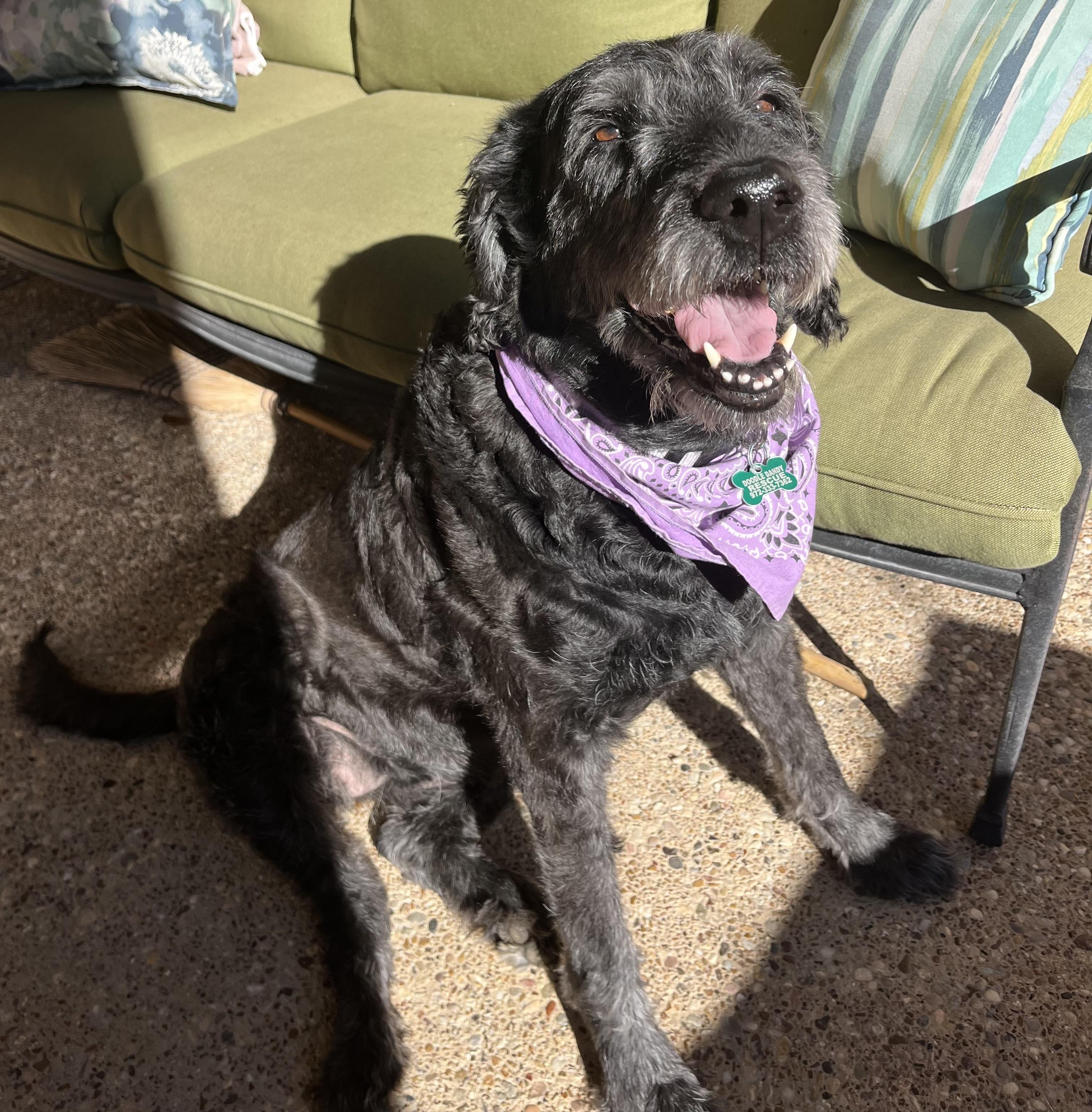 Enlarge Bare, an adopted Labradoodle in Garland, TX image 2/4