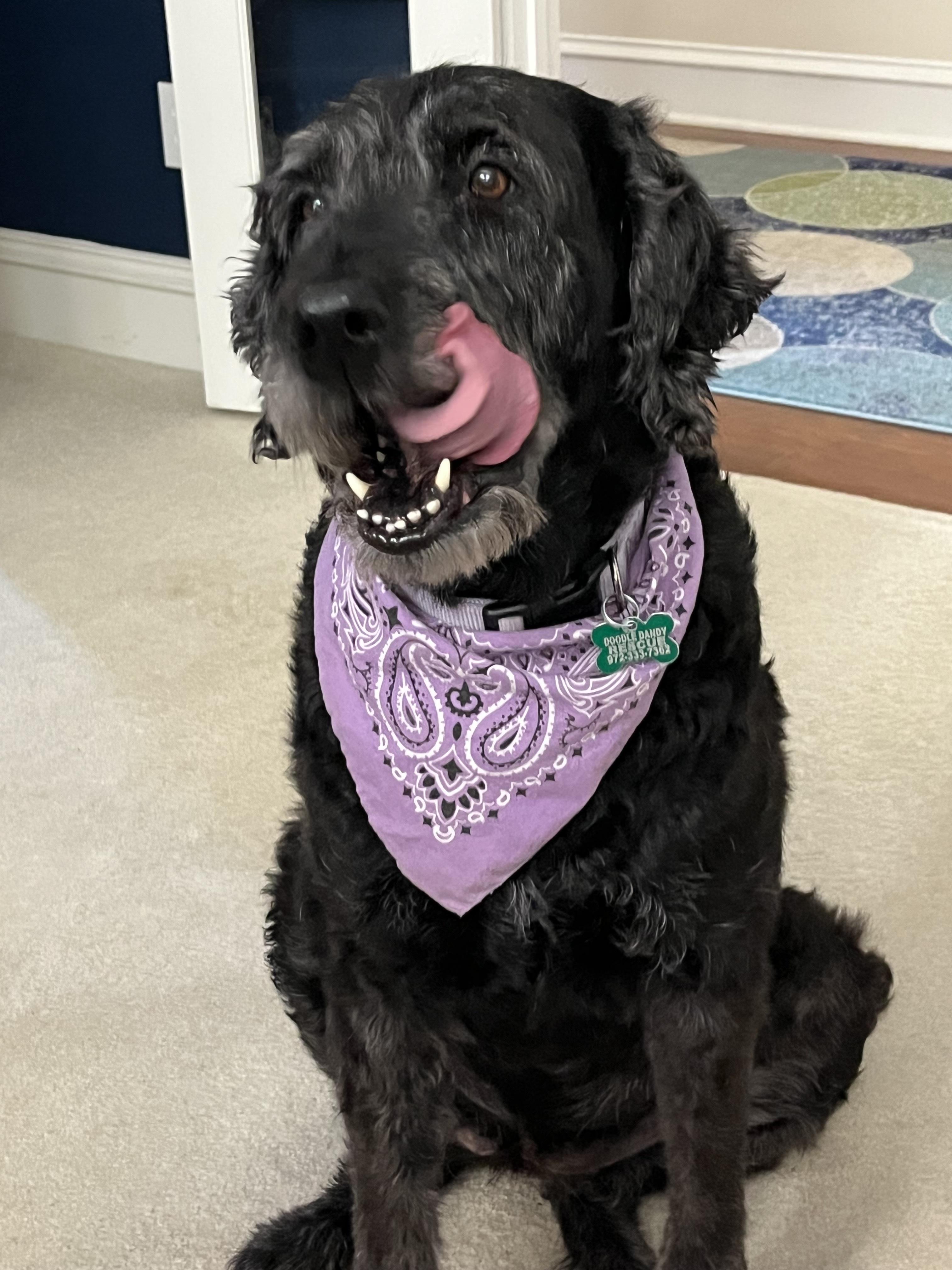 Enlarge Bare, an adopted Labradoodle in Garland, TX image 3/4