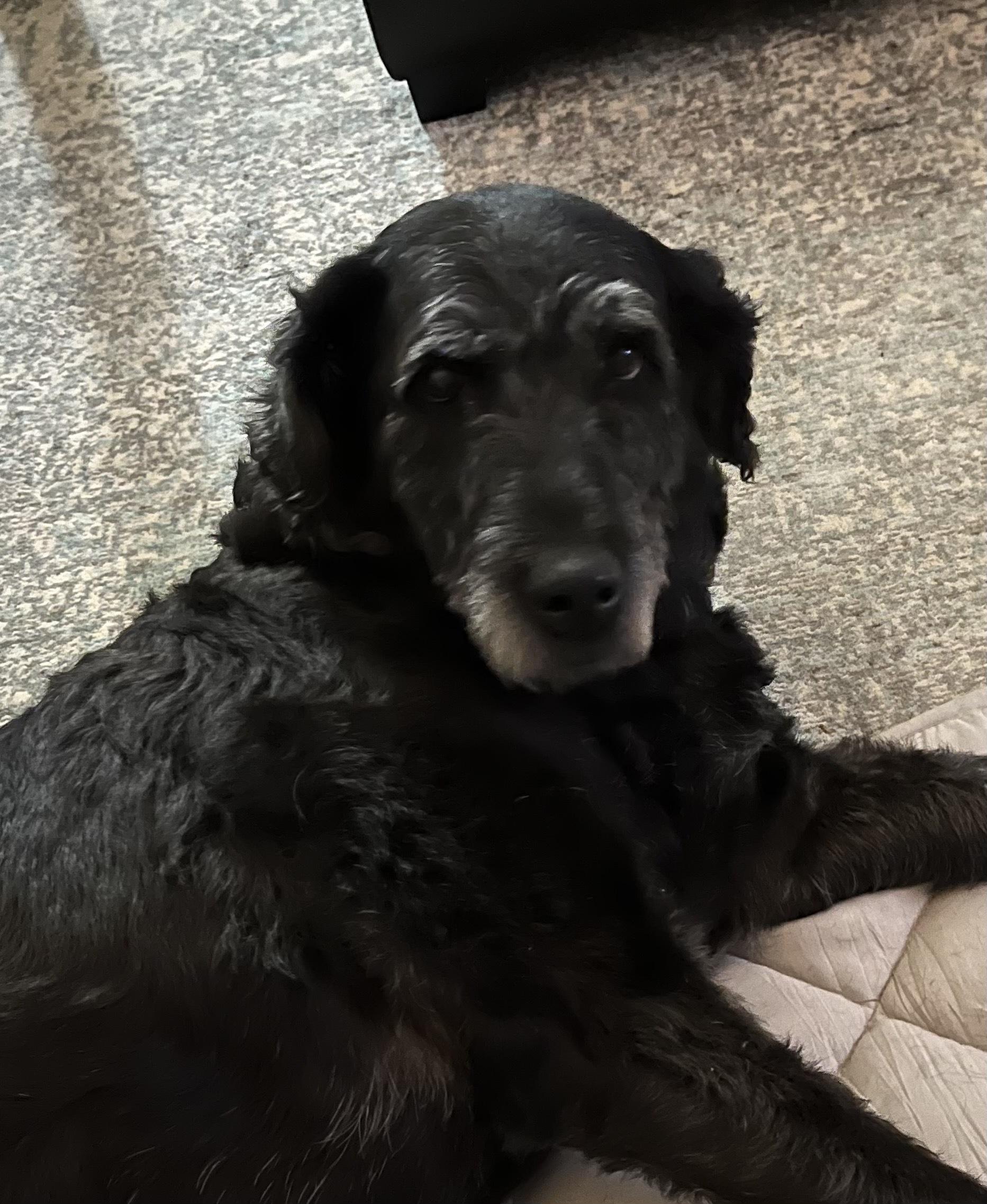 Enlarge Bare, an adopted Labradoodle in Garland, TX image 4/4