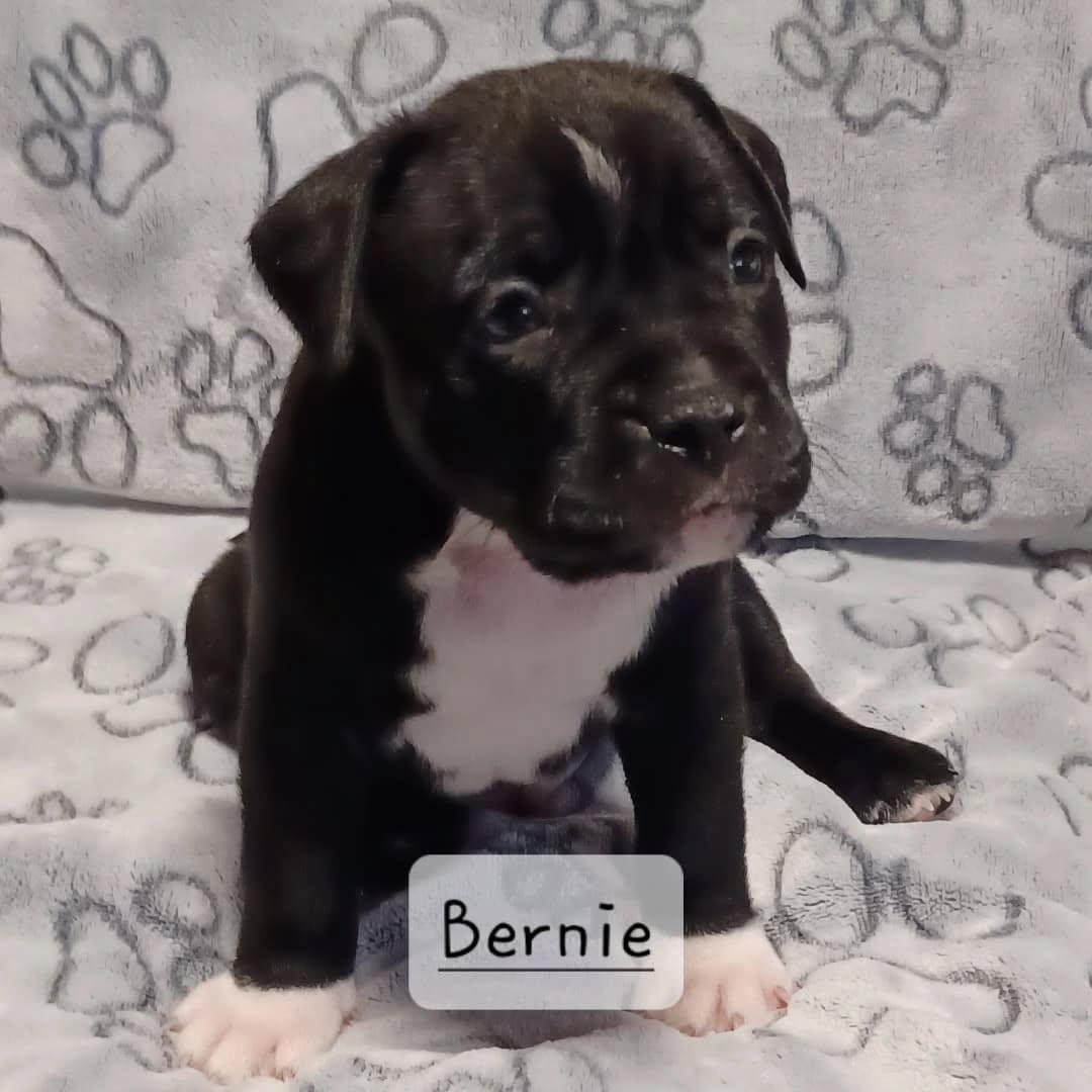 Enlarge Bernie, a Adopted mixed breed in Indianapolis, IN image 1/1