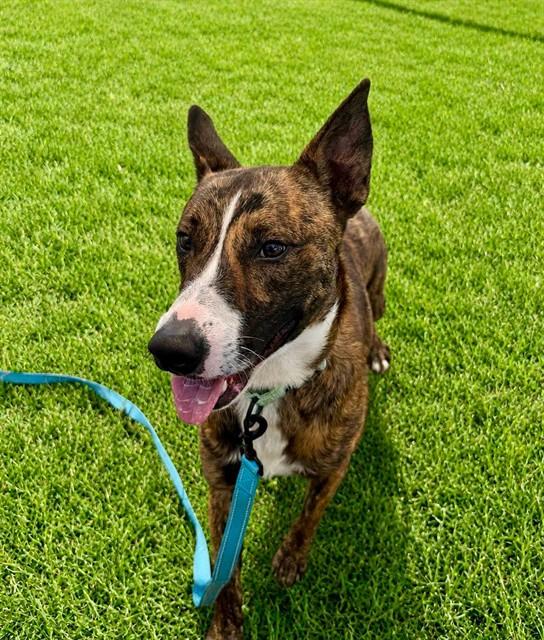 Enlarge CHILI, a Adoptable mixed breed in Ocala, FL image 1/1