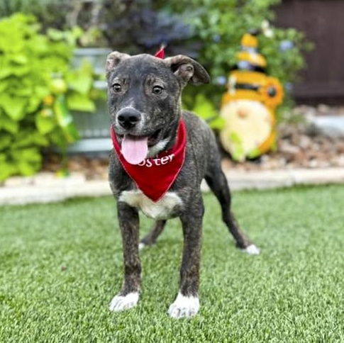 Spike, an adopted mixed breed in Southport, CT image 4/5