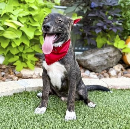 Spike, an adopted mixed breed in Southport, CT image 2/5