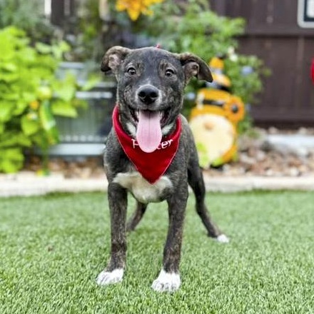 Spike, an adopted mixed breed in Southport, CT image 5/5