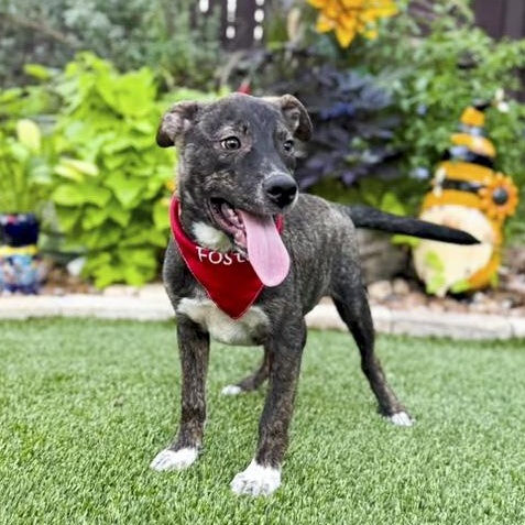 Spike, adopted, Puppy Male German Shepherd Dog & Mountain Cur.