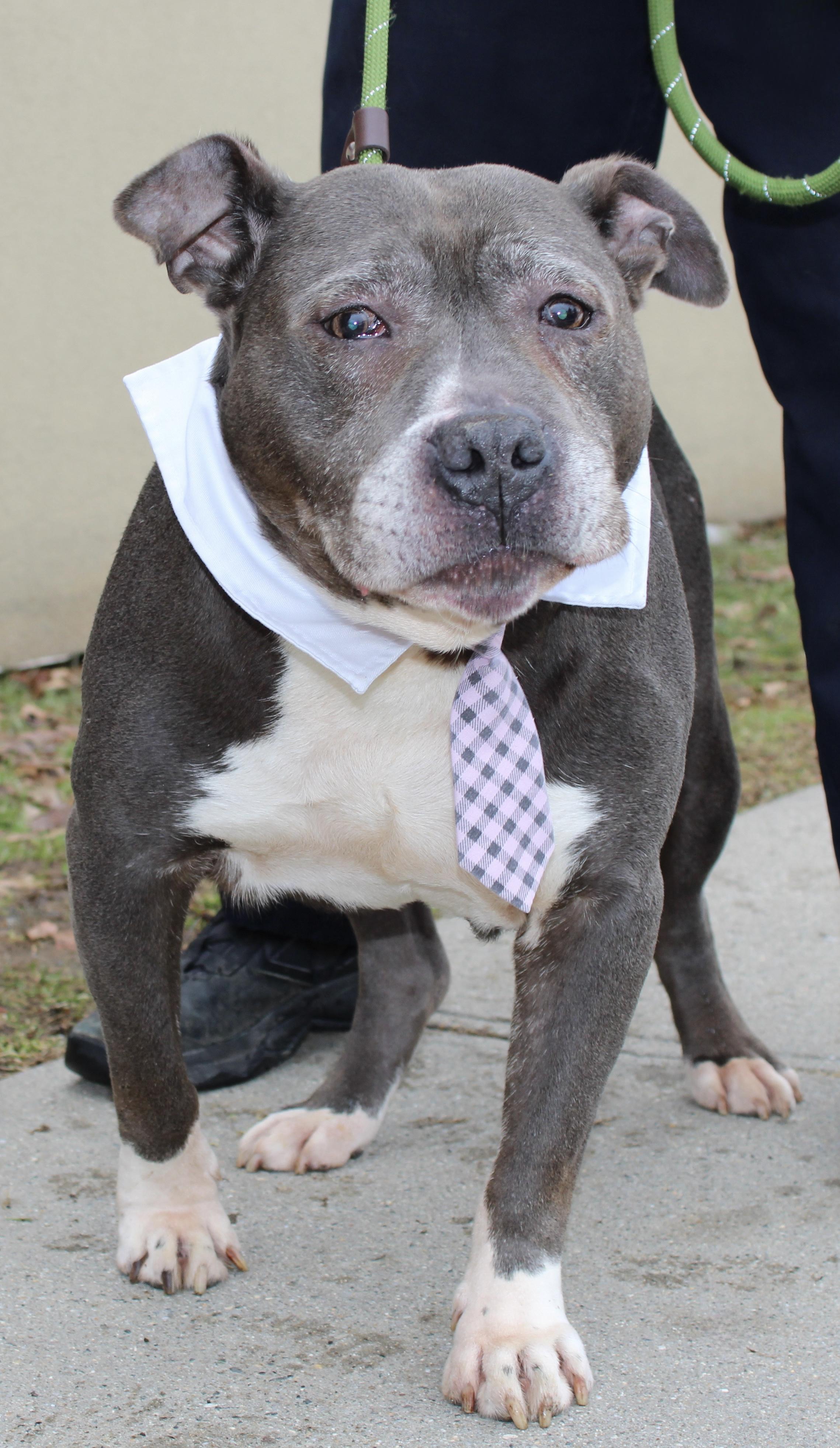 Enlarge Winston, an adoptable mixed breed in Passaic, NJ image 3/4