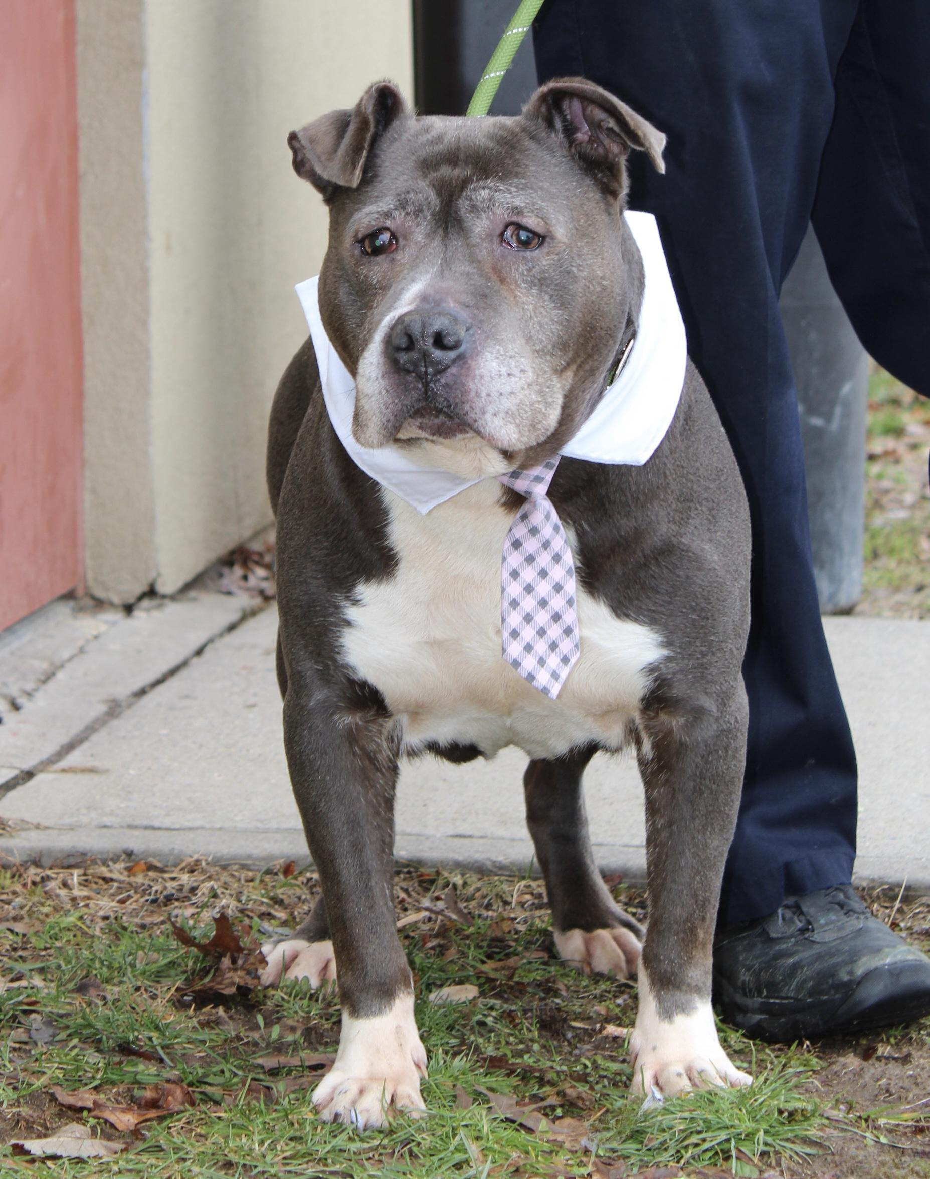 Enlarge Winston, an adoptable mixed breed in Passaic, NJ image 1/4