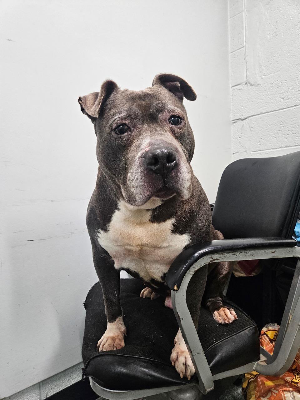 Winston (RESCUE ONLY) photo 5