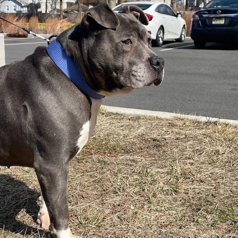 Winston (RESCUE ONLY) photo 1